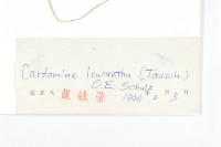 白花碎米薺藏品圖，第3張