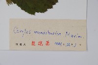 毛榛藏品圖，第2張