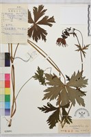 長瓣金蓮花藏品圖，第1張