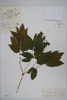 紅毛七藏品圖，第1張