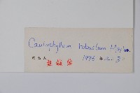 紅毛七藏品圖，第2張