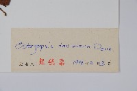 虎榛子藏品圖，第2張
