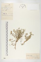 燥原薺藏品圖，第1張