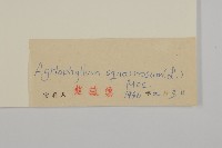 沙蓬藏品圖，第3張