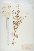 播娘蒿藏品圖，第1張