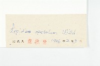 腺獨行菜藏品圖，第3張