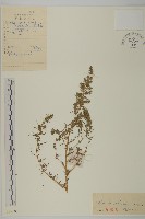 地膚、掃手草藏品圖，第1張