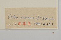 地膚、掃手草藏品圖，第3張