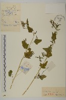 藜、灰藜藏品圖，第1張