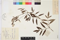 棉團鐵線蓮藏品圖，第1張