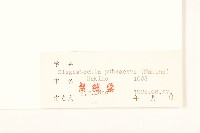 腺梗豨薟藏品圖，第3張