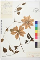 大花鐵線蓮藏品圖，第1張