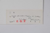 遼東赤楊、遼東榿木、毛赤楊藏品圖，第2張