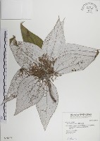 蘭嶼水絲麻藏品圖，第1張