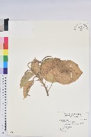 紅頭鐵莧、蘭嶼鐵莧藏品圖，第1張