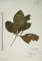 貝木藏品圖，第1張