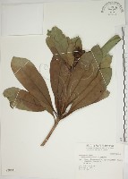 蘭嶼海桐藏品圖，第1張