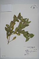 琉球黃楊藏品圖，第1張