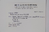 琉球黃楊藏品圖，第2張