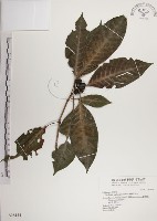 蘭嶼九節木藏品圖，第1張