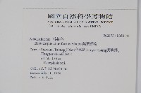 鈍葉大果漆, 小葉大果漆藏品圖，第2張