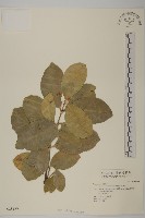 交趾衛矛藏品圖，第4張