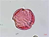 交趾衛矛藏品圖，第1張