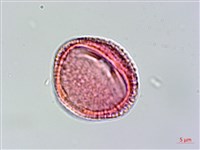 交趾衛矛藏品圖，第2張