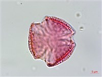 交趾衛矛藏品圖，第3張