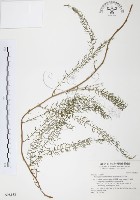 天門冬藏品圖，第1張