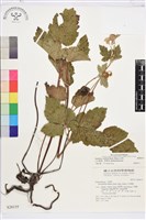 小白頭翁、野棉花藏品圖，第1張