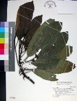 山枇杷、臺灣枇杷藏品圖，第1張