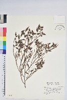 毛蕊花藏品圖，第1張