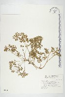 紅子佛甲草藏品圖，第1張