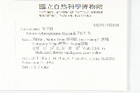 紅子佛甲草藏品圖，第2張