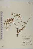 玉山抱莖籟簫藏品圖，第1張