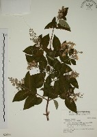 大葉溲疏藏品圖，第1張