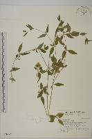 狗筋蔓藏品圖，第1張