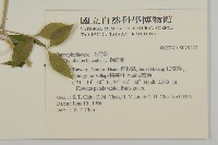 狗筋蔓藏品圖，第2張