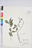 山靛藏品圖，第1張