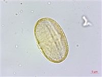 玉山茴香藏品圖，第2張