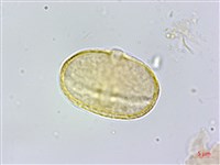 玉山茴香藏品圖，第3張