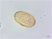 玉山茴香藏品圖，第4張