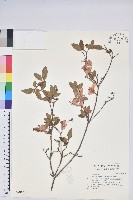 南澳杜鵑藏品圖，第1張