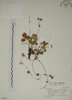 館號:S028179藏品圖，第1張