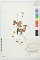 登錄號:S028179藏品圖，第2張