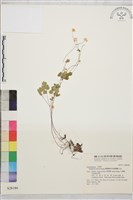 臺灣唐松草、臺灣鐵大烏藏品圖，第1張