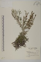 太魯閣艾藏品圖，第1張