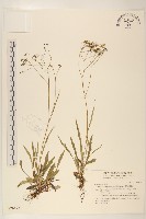 能高刀傷草藏品圖，第1張