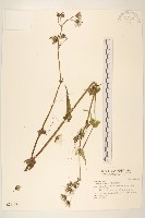 苦滇菜、苦菜藏品圖，第1張